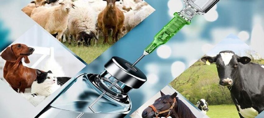 دارو‌های دامی ایرانی با برند لرستان؛ گامی به سوی بازار‌های صادراتی منطقه‌ای